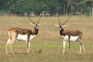 bhale_blackbuck.JPG
