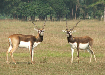 bhale_blackbuck(1).JPG