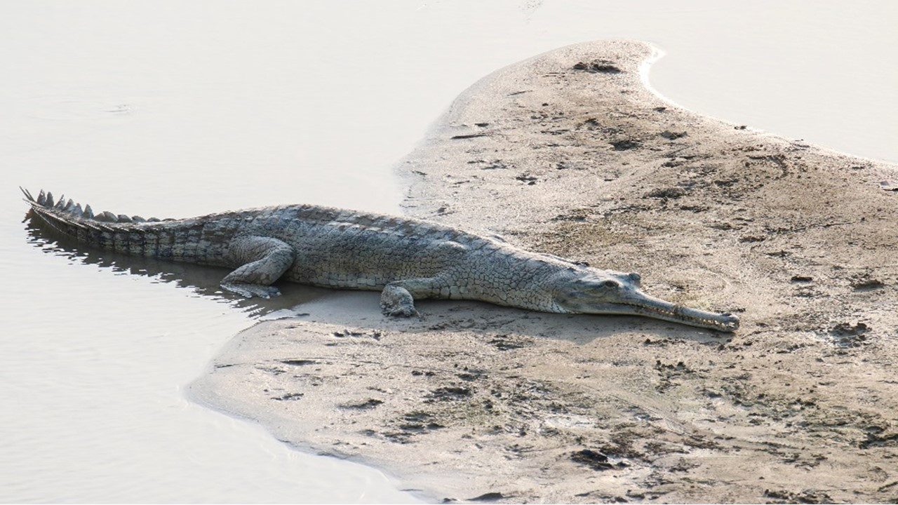 Bardiya National Park